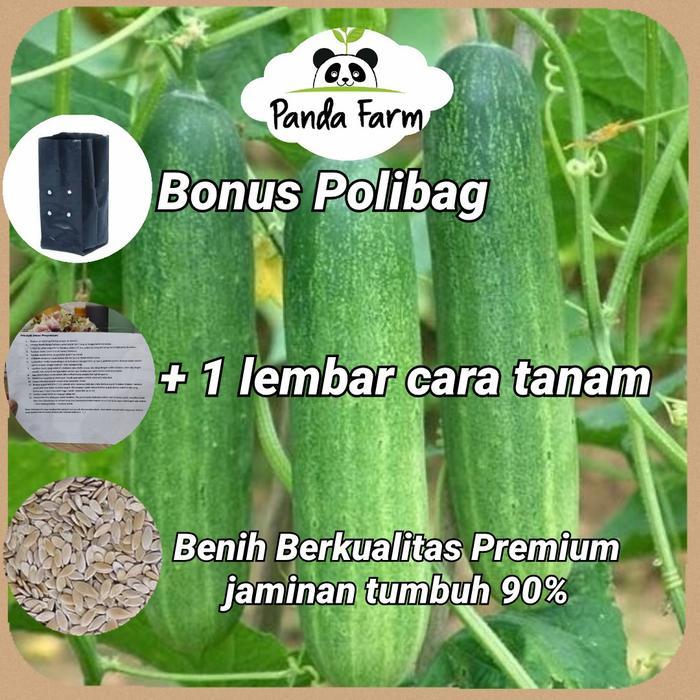 Promo [Isi 15] Biji Benih Bibit Timun Lokal Bibit Sayur Sayuran Unggul