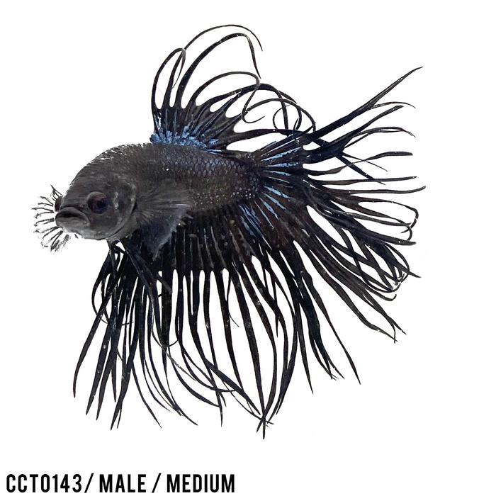 Terlaris Cupang Hias Serit Avatar Blue / Betta Fish Crowntail