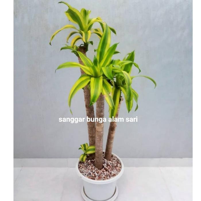 Tanaman Dracena Lemon Andong Trembesi Daun Bercorak Tinggi 40-50 cm dengan Pot Putih