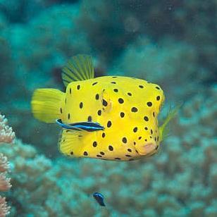 buntal kuning buntal koper yellow boxfish box fish ikan hias air laut.