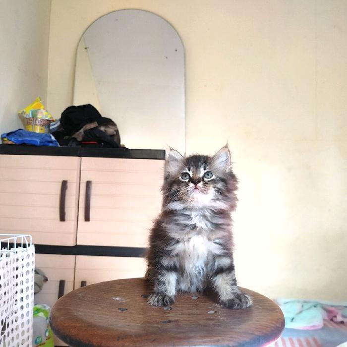 Promo Kucing Kitten Persia Mix Mainecoon