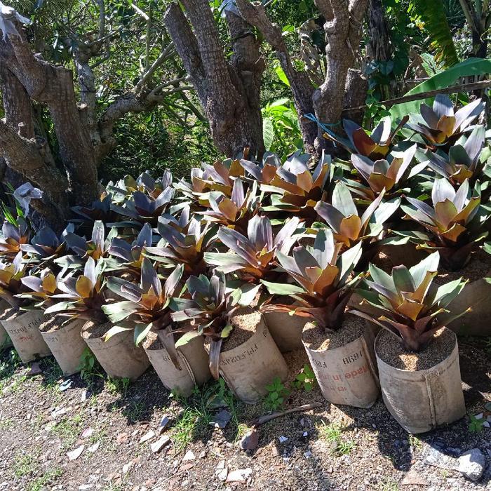 Tanaman hias bromelia giant red / bromelia merah
