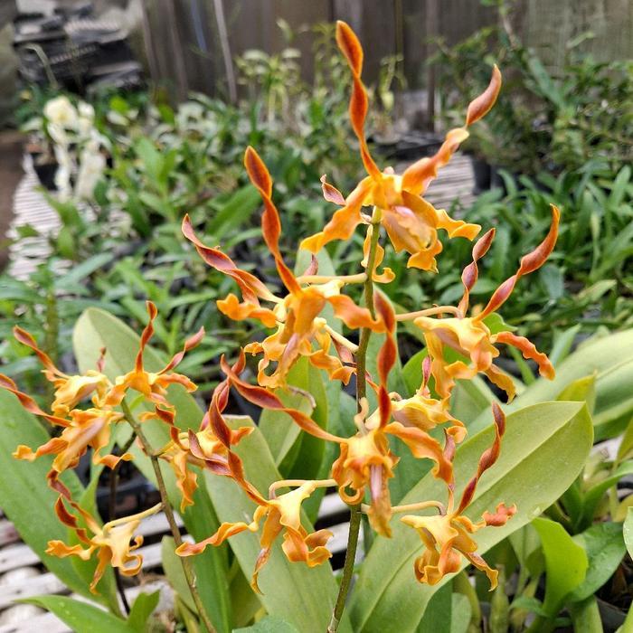 Kompot Dendrobium Keriting (Tangerinum) Isi 10 Plants - Tanaman Anggrek