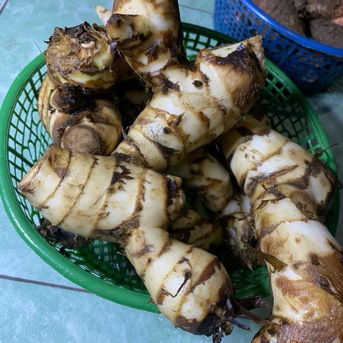 Umbi Ganyong Hasil Bumi Muria