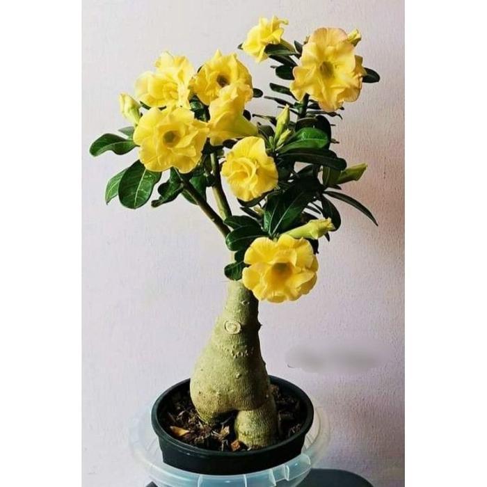 PROMO Tanaman Hias Adenium Kamboja Jepang Tanaman Bunga Kamboja / Bunga Hias Adenium / Bunga