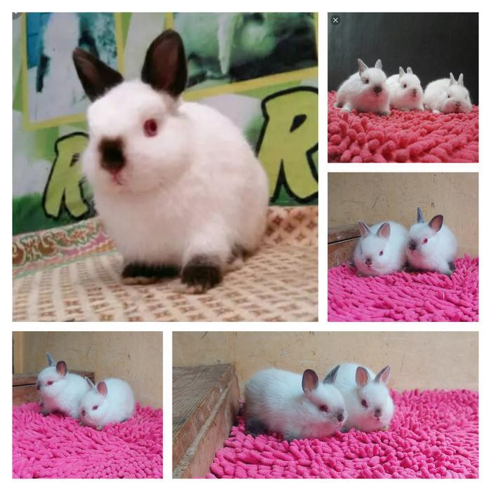 kelinci mini dwarf himalaya + plus pakan
