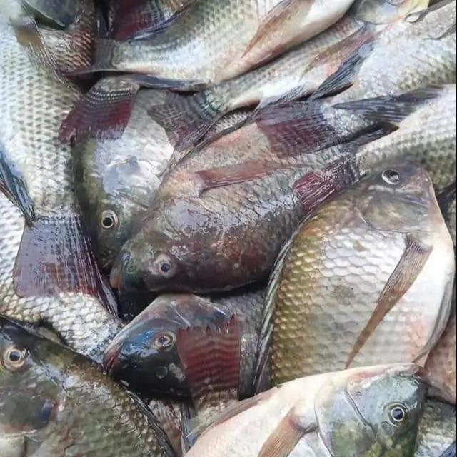 BISA COD ESSEN PENGUMPUL IKAN DILAPAK TERBAIK Umpan Umpan