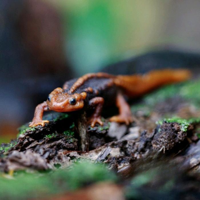 Salamander Himalayan Croile Newt rare