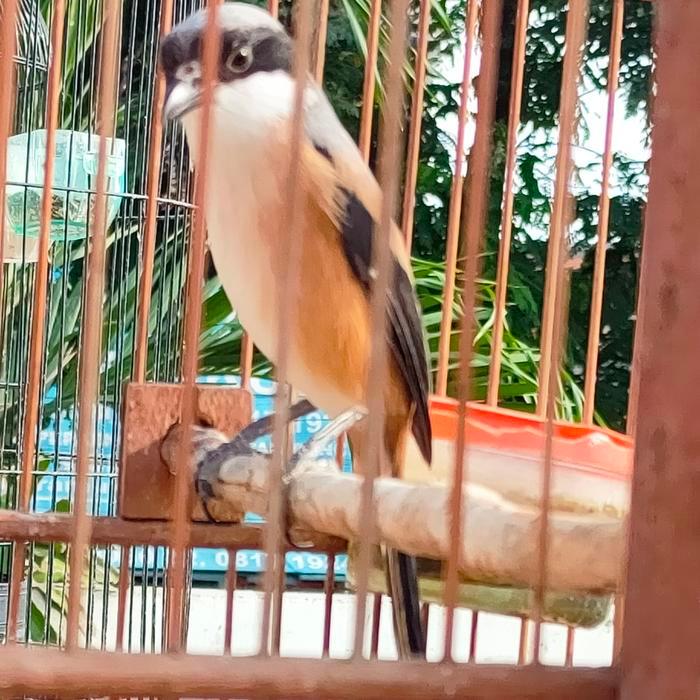 burung pentet jatim jantan setengah jadi ( voer total )