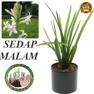 Obral BIBIT POHON TANAMAN BUNGA SEDAP MALAM super