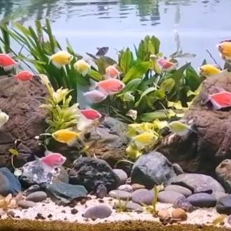 ikan hias glofish tetra