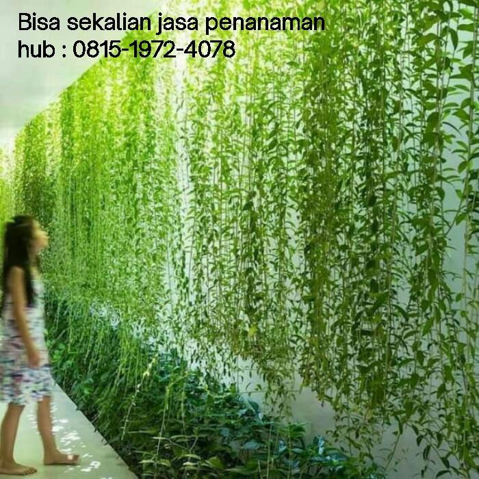 tanaman lee kwan yew 1 meter