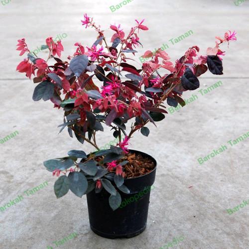 Tanaman Hias Serut Merah Loropetalum untuk Bonsai dan Taman