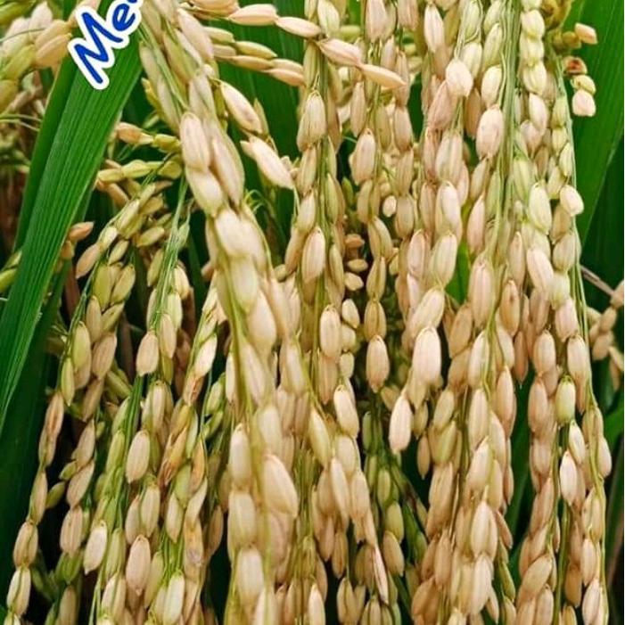 Merayakansenja Benih Padi Mentik Wangi Susu Mentik Wangi 1Kg Original