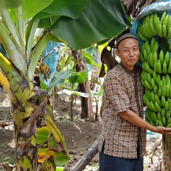 RESTOCK BIBIT TANAMAN BUAH PISANG GIANT CAVENDISH - BELI 3 GRATIS 1 ATV super