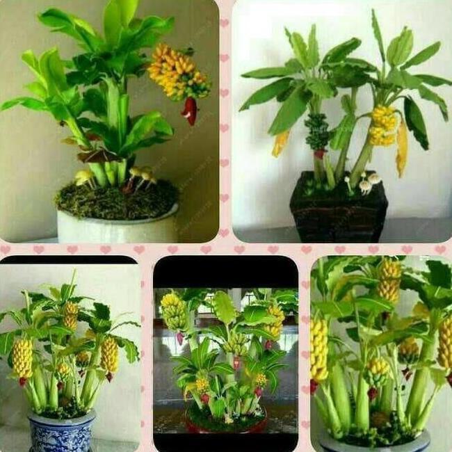 Biji Bibit Tanaman Pisang Mini Bonsai ATV super