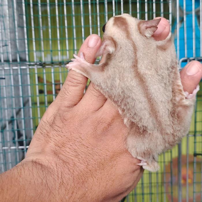 sugar glider caramel joey jinak & murah