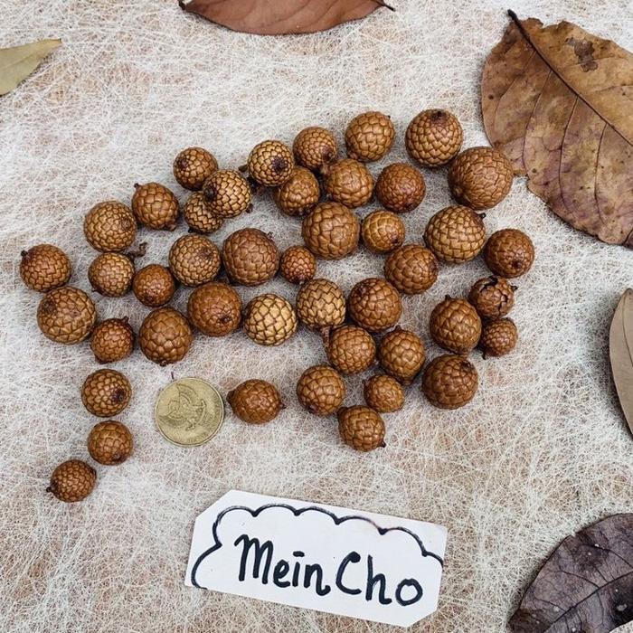 Biji Rotan BULAT Buah Rotan BULAT Properti Foto (5 biji)