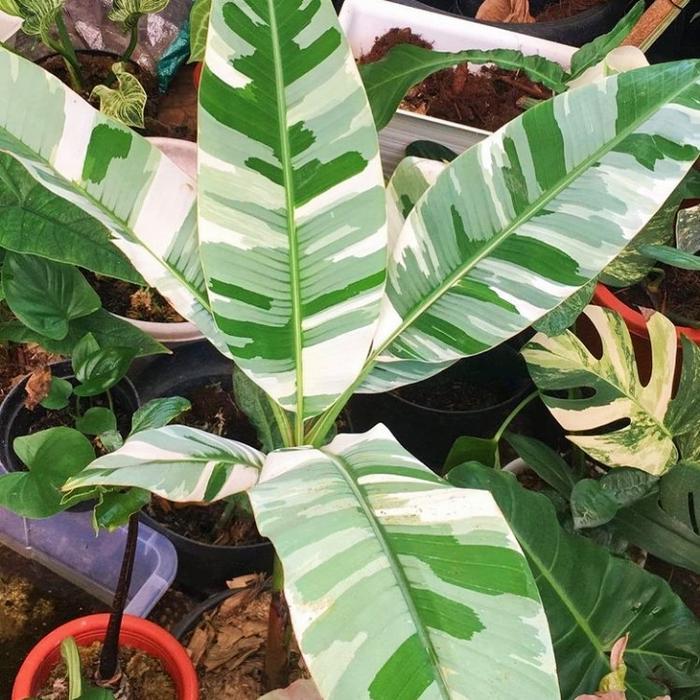 Premium Tanaman Hias Pisang Variegata Musae Putih Original