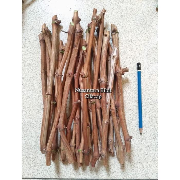 cutting batang anggur import berkayu jupiter dixon heliodor siap semai