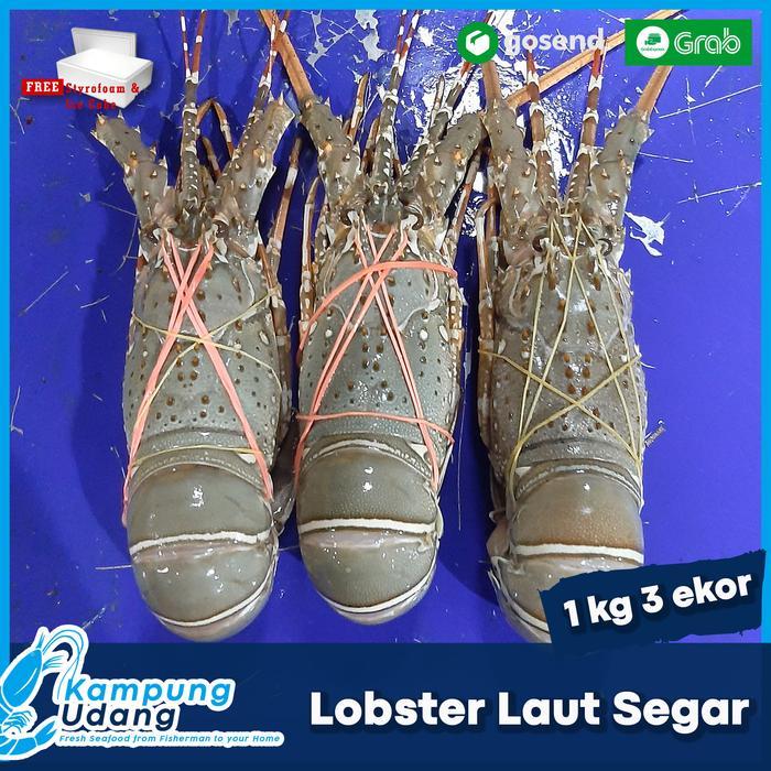 Lobster Laut Frozen-Fresh-Segar Hidup Ukuran 1kg Isi 3 Ekor Daging Bening Manis Kualitas Super Tanpa