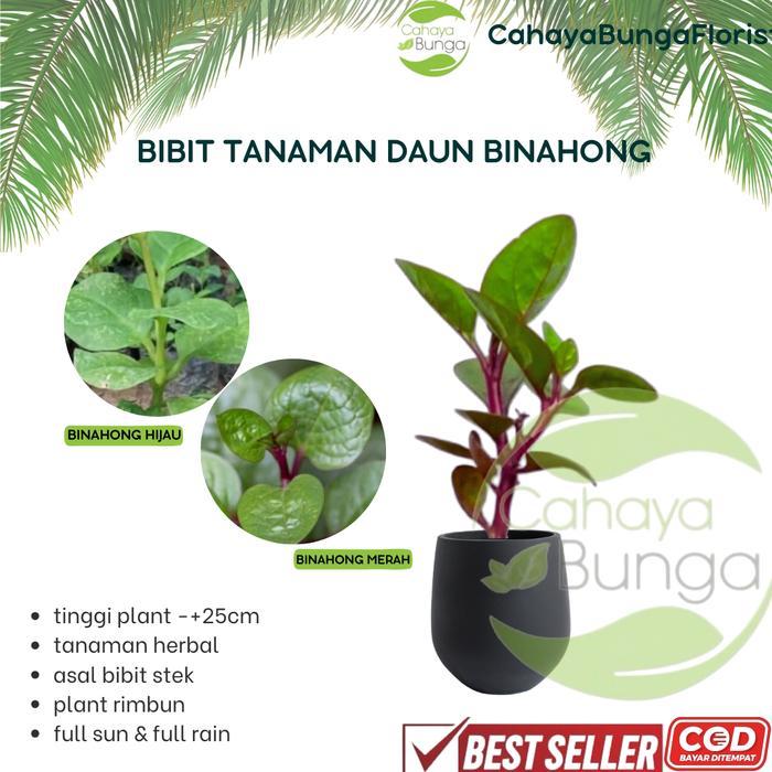 Tanaman Daun Binahong - Bibit Tanaman Daun Binahong - tanaman herbal