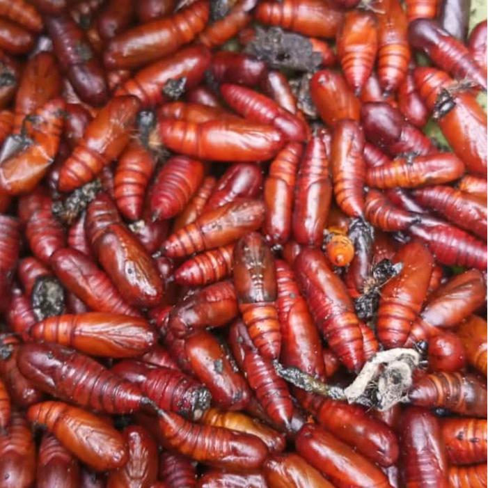 SIAPKIRIM Keripik Entung Jati Sambel Ungker Jati 140gram - Makanan Musiman Extream - Food, Snack