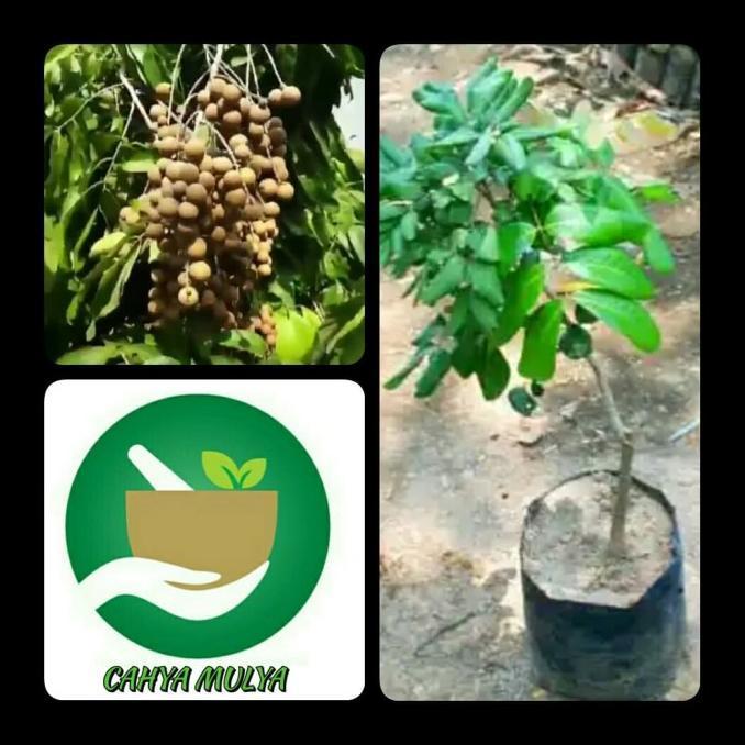 Terlaris bibit pohon buah kelengkeng kristal- tabulampot lengkeng