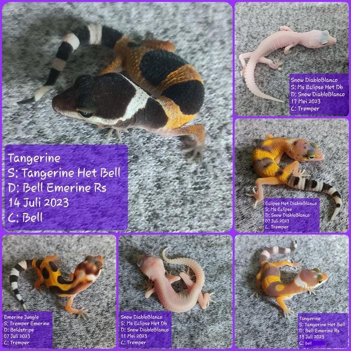 TERMURAHHH baby leopard gecko