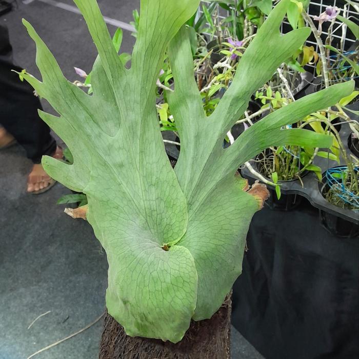 platycerium wandae simbar papua