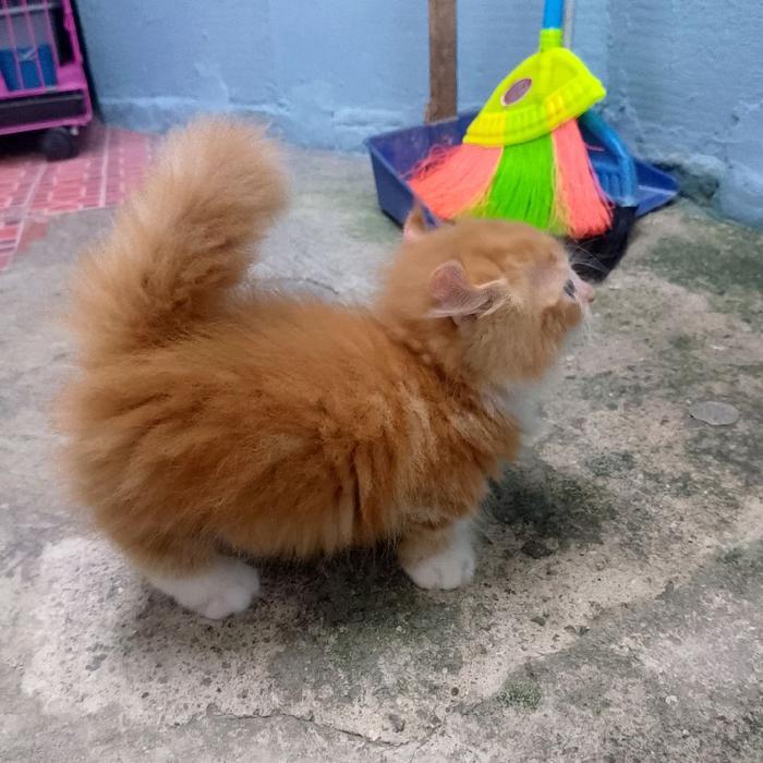 kucing munchkin kinkalow/kucing cebol longhair american curl/kucing kaki telinga curly