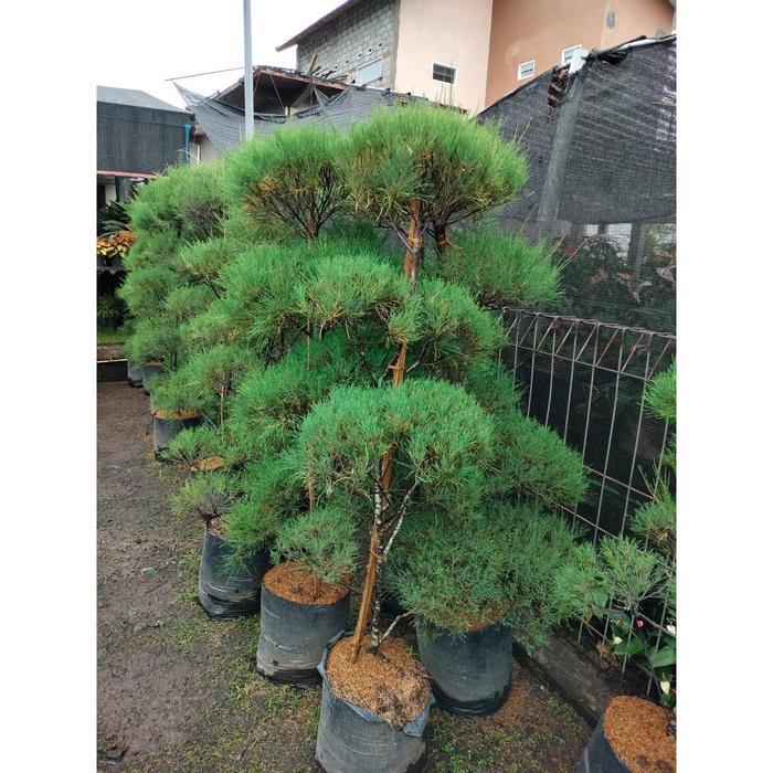 Premium Bonsai Taman Cemara Udang Meliuk Dah Jadi Tinggal Pajang Original