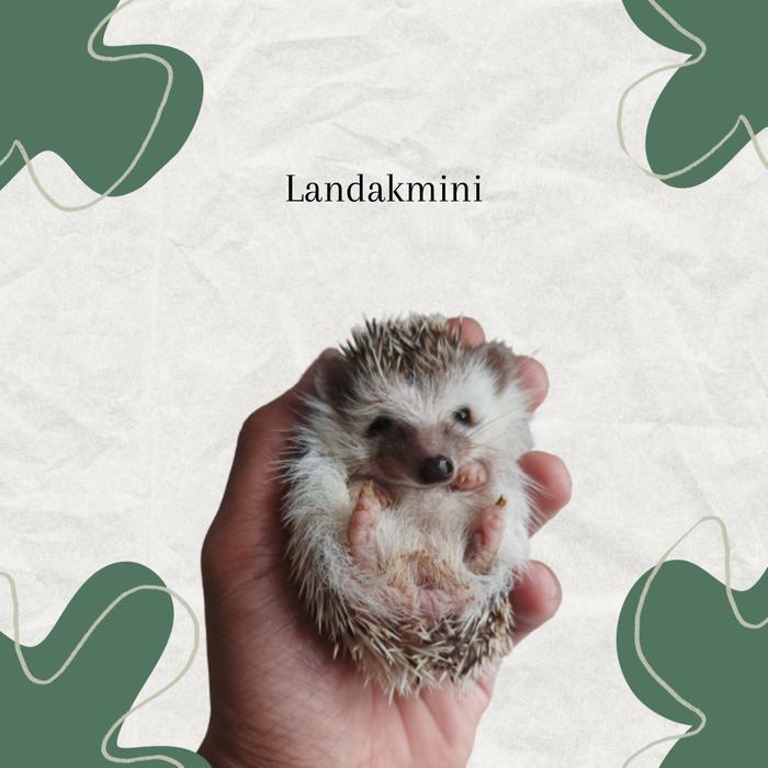 landak mini