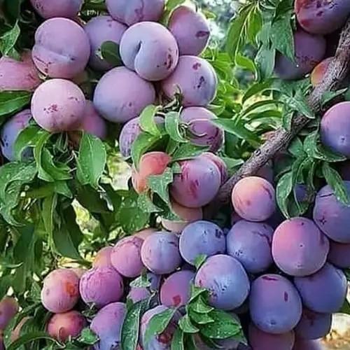 OBRAL Bibit Buah Plum Ungu import premium - Buah Superfood Plum ungu ATZX super