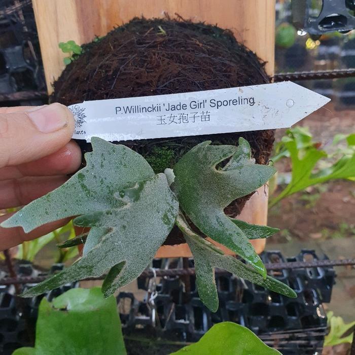Platycerium wilinckii Jade girl Dwarf series