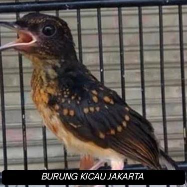 TROTOL / ANAKAN MURAI BATU MEDAN PREDIKSI JANTAN ( PILIHAN )