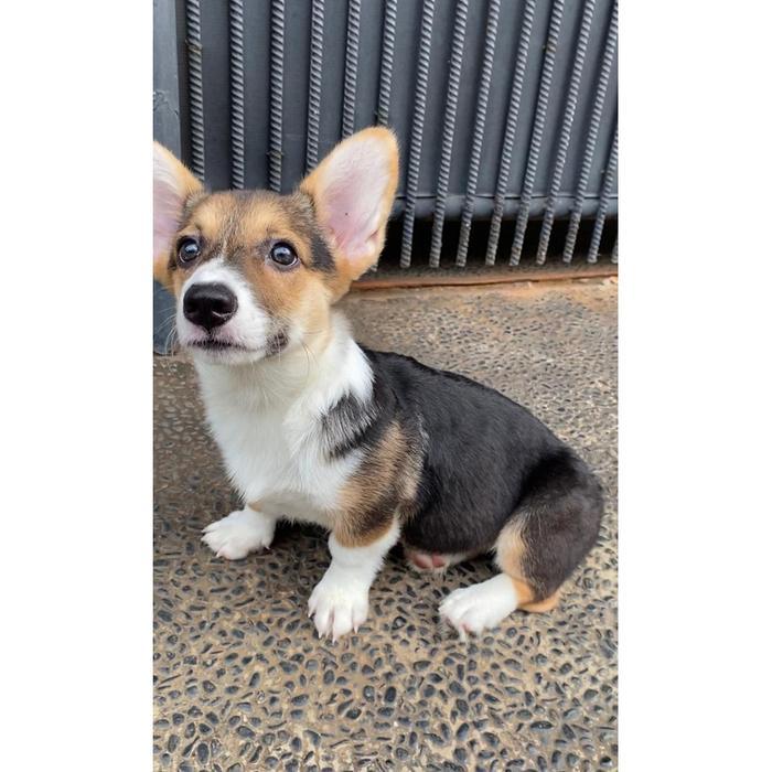 Dijual Puppy/Anakan Anjing Pembroke Welsh Corgi Betina Jantan Cowok Cewek Jantan Berkualitas Tri Col
