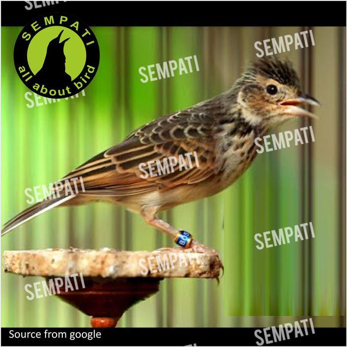 Sempati Power Song Pakan Branjangan Pakan Burung Branjangan Lark Super Pwrsb Tbk