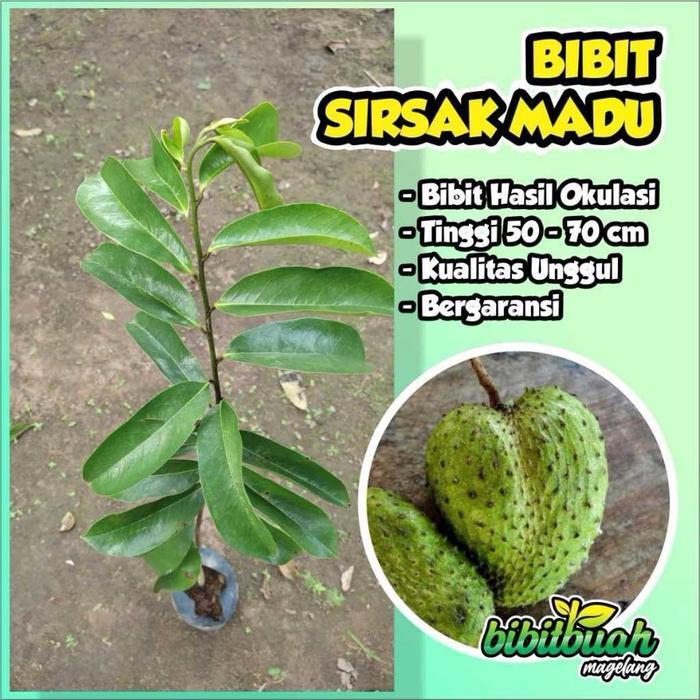 Josjismatt_ Bibit Sirsak Madu Jumbo Unggulan Tanaman Buah Segar Untuk Taman Rumah (Beli 3 Free 1)