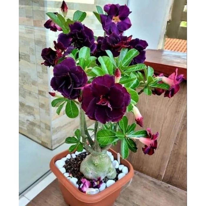 PROMO Tanaman Hias Adenium Kamboja Jepang Tanaman Bunga Kamboja / Bunga Hias Adenium / Bunga