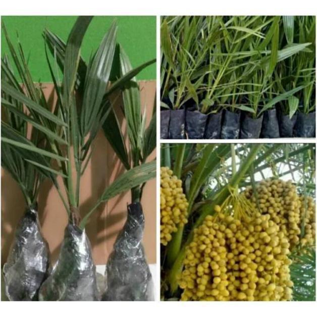 Terlaris BIBIT KURMA KL 1 thailand -bibir korma kl 1-pohon kurma kl 1