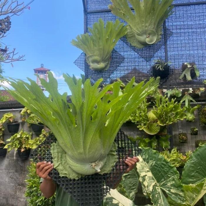 New // Platycerium Wandae Tanduk Rusa Kalimantan Papua Tanaman Hias Monstera 100% Original