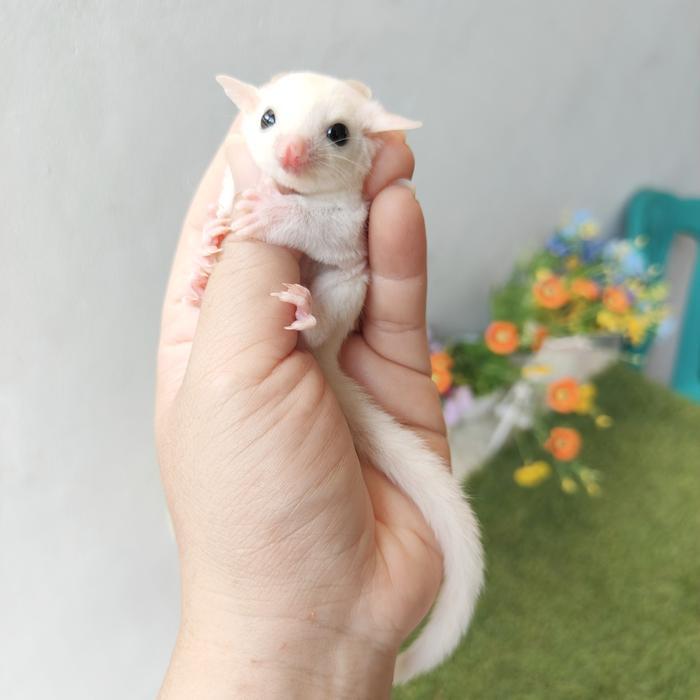 sugar glider baby putih jinak baik leuquistic leuquistik