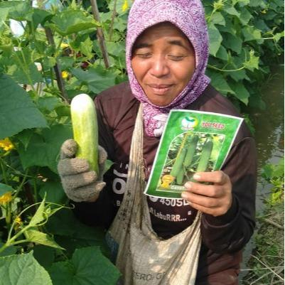 Merayakansenja Benih Timun Lalap Gayatri F1 20 Gr Cap You Seed 800 An Benih Lebat Unggul