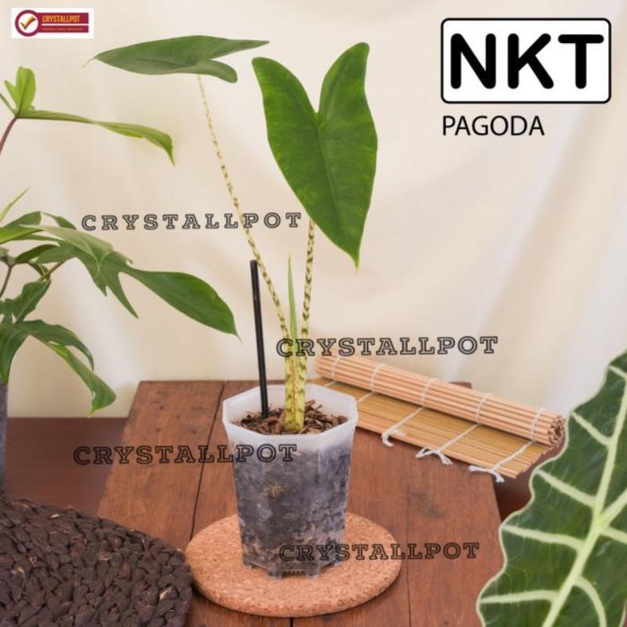 POT BUNGA TANAMAN NKT PAGODA 10 BENING TRANSPARAN - NKT PAGODA BENING
