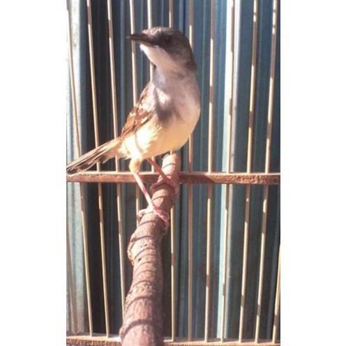 Burung Ciblek semi sepsang Voer total