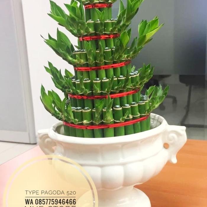 Paket Hemat Bambu Hoki + Pot Keramik