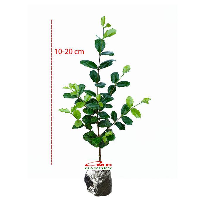 BIBIT MIRTEN DURI POHON BAHAN BONSAI BONSAE MAME KELINGKIT TAIWAN TANAMAN HIAS DAUN SELAPUT DAUN