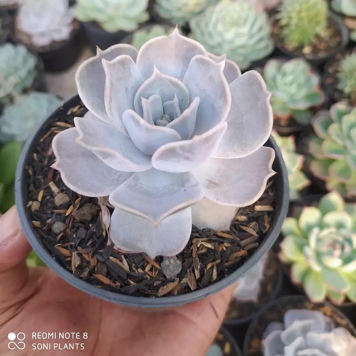 TERLARIS sukulen echeveria lilacina READY