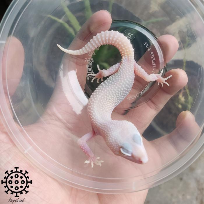 TERMURAHHH Baby Leopard gecko Blizzard Tremper Eclipse Diablo Blanco DB